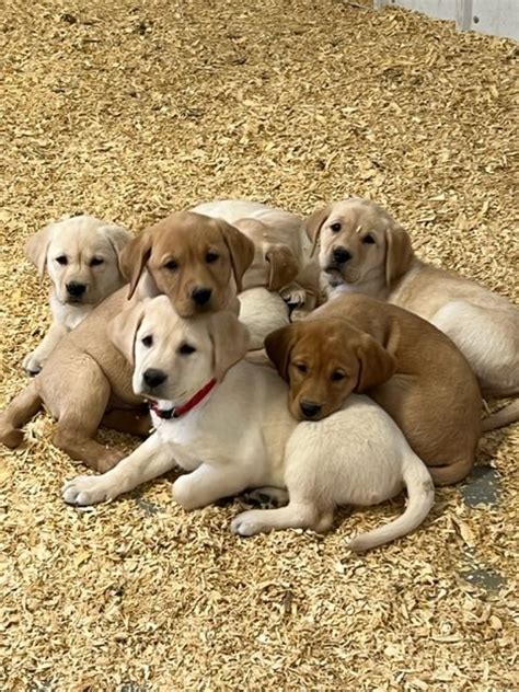 Yellow Labrador Puppies For Sale In Maryland Pure Bred Lab Puppies
