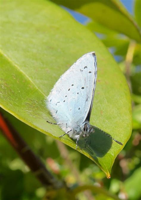 Holly Blue Corfe Mullen Dorset Butterflies