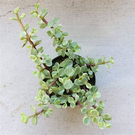 Care, planting, and growing tips | epic gardening. Variegated Elephant Bush | Jade plants, Bush plant, Succulents
