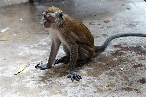 animal world, monkey, nature, animal, mammal, primate, wild, cute, wood