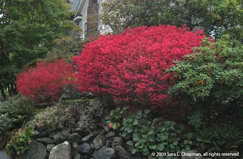 Scenic Sunday Red Bushes Saras Fave Photo Blog Shrubs For