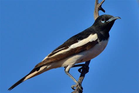 7 Desert Birds You Might Spot Further South Than Usual Good Living