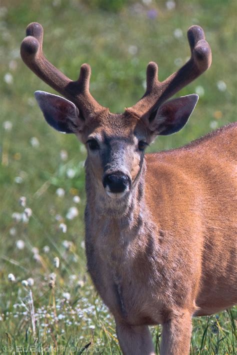 Black Tail Deer Buck Odocoileus Hemionus Columbianus Edbookphoto
