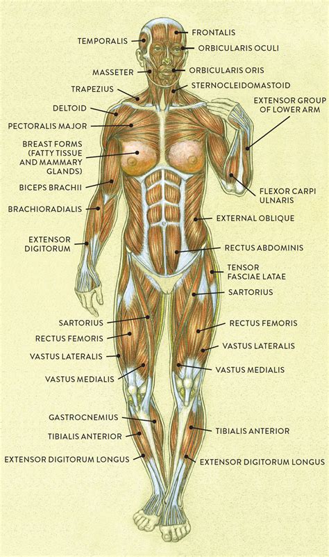 Human Anatomy Female Muscles Anterior Muscles Of The Body Labeled