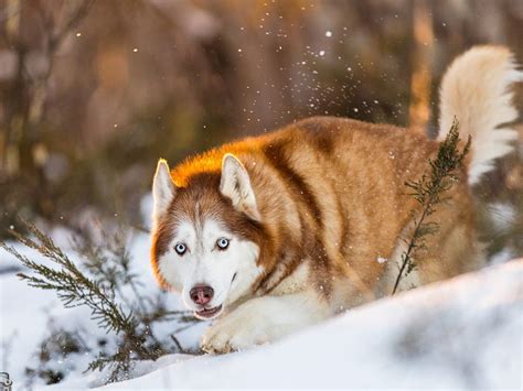 Snow Dogs Photography And Retreats Victorias High Country