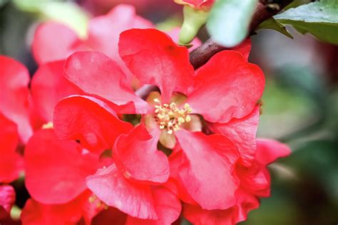 Close Up Of Red Flowering Quince Photograph By Cynthia Woods Fine Art