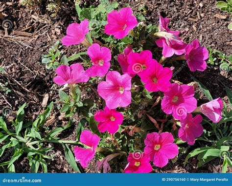 Pretty Pink Petunias In June Stock Photo Image Of Hobby Pretty