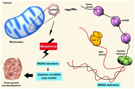 Mitochondrial Dna Replication