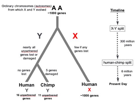 Sgugenetics Why Has The Y Chromosome Evolved And Continues To Evolve