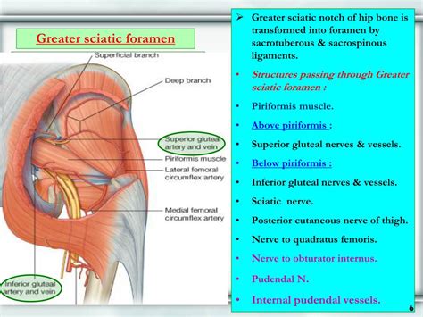 The sacrotuberous and sacrospinous ligaments convert the greater sciatic notch and lesser sciatic notch into greater sciatic foramen and lesser sciatic foramen, respectively. PPT - GLUTEAL REGION & BACK OF THIGH PowerPoint ...
