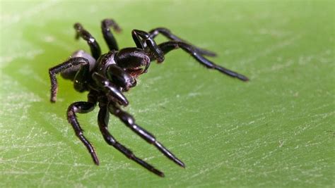 Mouse Spiders Looking For Love In All The Wrong Places Nt News