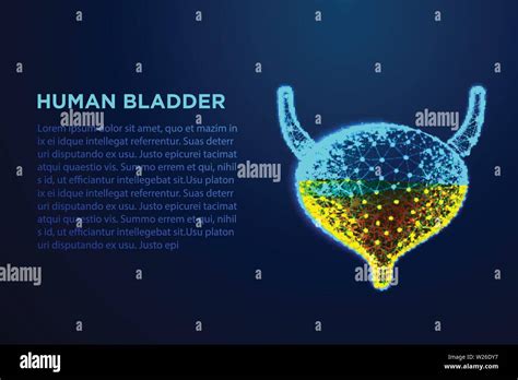 La Vejiga Humana Anatomía Humana Bajo Diseños Abstractos Poli De