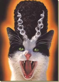 Swag: http://www.cafepress.com/tlconline | Halloween cat, Cool cats