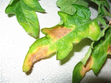 The Causes And Cures Of Yellow Leaves On Tomato Plants Dengarden