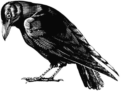 Old Crow Drawing Clip Art Library