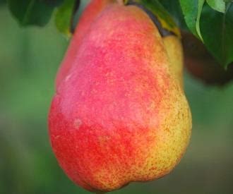 Maybe you would like to learn more about one of these? Reimer Red - Pear - Fruit Trees for sale | Order online
