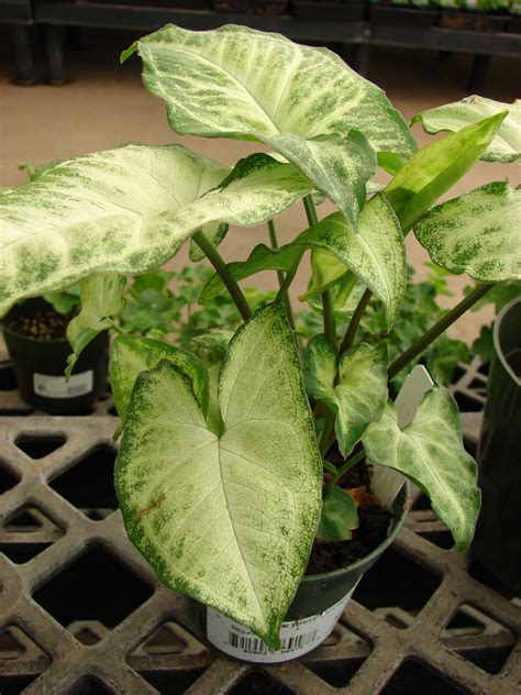 Syngonium Podophyllum Arrowhead Plant Care And Info Houseplant Central