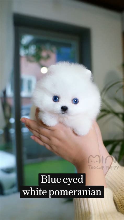 Blue Eyed White Pomeranian Cute Baby Dogs Cute Baby Puppies Cute