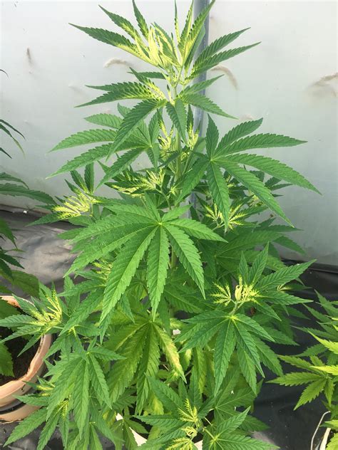 Cannabis oil shampoo for glossy hair growth. Bright yellow new growth.. | Grasscity Forums - The #1 ...