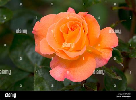 Rosemary Harkness Rose Hi Res Stock Photography And Images Alamy