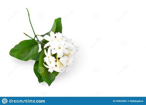 Flowering Jasmine Branch With Flowers And Leaves Isolated On White