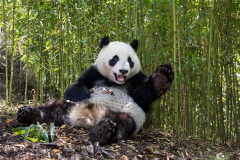 Giant Pandas We Finally Know Why They Are Black And White New Scientist