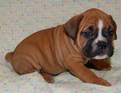 Sie machen ihr geschäft schon bereits mit 7 wochen a. valley bulldog (or bull boxer) = new dream pup | Boxer ...