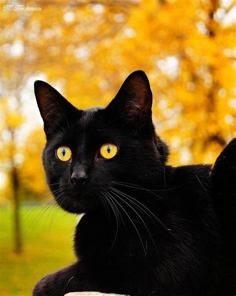 Black Cat With Yellow Eyes Yellow Cat Yellow Eyes Black Cat Aesthetic