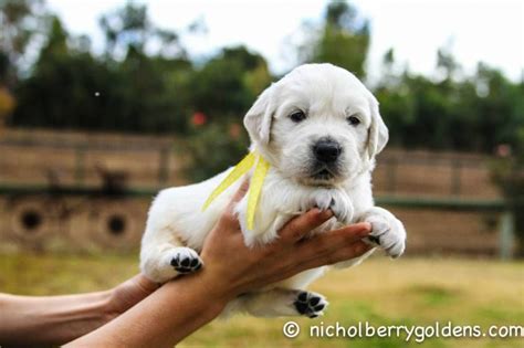 Find golden retriever puppies and breeders in your area and helpful golden retriever information. gallery 70 | English golden retriever puppy, Retriever ...