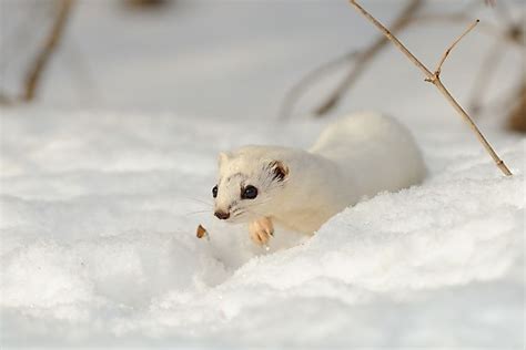 Least Weasel Facts Animals Of North America