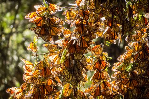 marvelous facts about the monarch butterfly