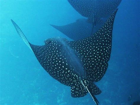 We Did A Night Dive With Spotted Eagle Rays In Hawaii It