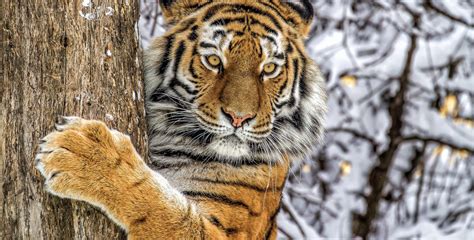 Амурский тигр (уссурийский тигр). Описание животного