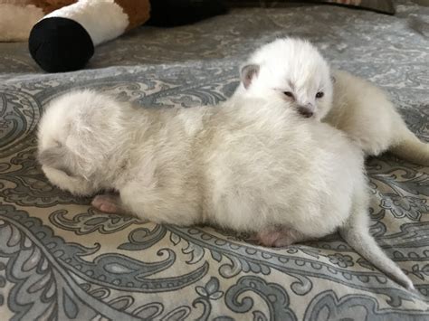 We have all of the information you need to know about ragdoll breeders including website url, contact information, facebook page, memberships to associations. Ragdoll Cats For Sale | Southlake, TX #251764 | Petzlover