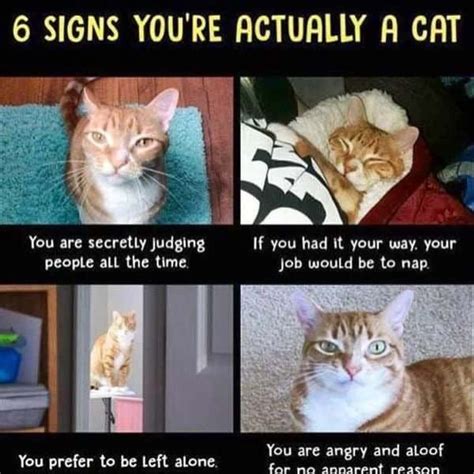 Hilarious Cat Memes To Make You Laugh Right Meow Funny Cat Memes Cat