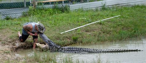 A 14 Foot 1000 Pound 87 Year Old Alligator Named Big Al Pics