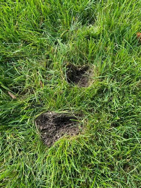 Squirrel Holes In Lawn Octopussgardencafe