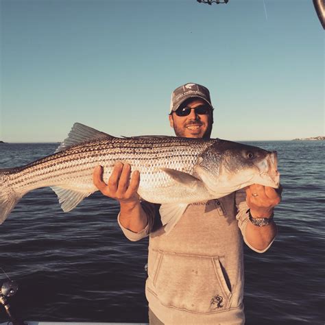 Massachusetts Striped Bass Overview And Patterns Fly Fishing Boston