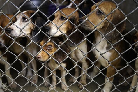 Dozens Of Rescued Beagles Begin Finding New Homes The Columbian