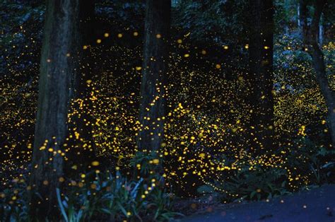 Super Long Firefly Exposures Long Exposure Photos Firefly Time Lapse Photo