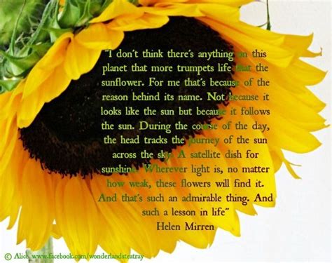 Sunflower Quotes Sunflower Poem Sunflower