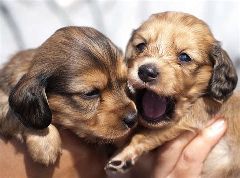 We are located in southern california, north of san diego, usa. long haired english cream miniature dachshund puppies ...
