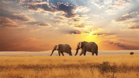 Africa Animal Elephant Savannah Wildlife Hd African Wallpapers Hd