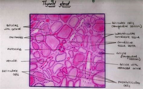 Histology Image Membranous Epithelium