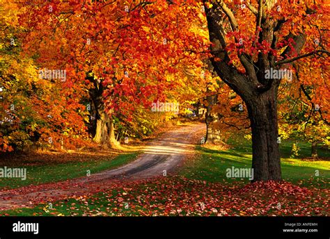 Maple Tree With Fall Foliage Port William Nova Scotia Canada Stock