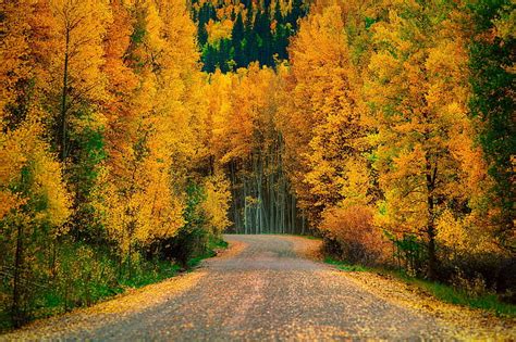 Hd Wallpaper Autumn Trees Forest Road Nature Cool Roads Wallpaper Flare