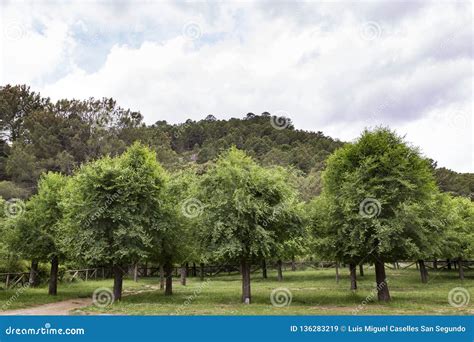 Panoramic View Of A Forest Of Green Pine Trees On The Side Of A