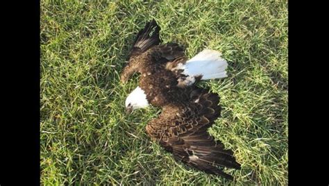 Authorities Bald Eagles Found Dead May Have Been Poisoned