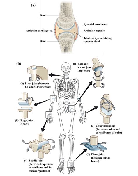 Synovial Joints Labeling Structures