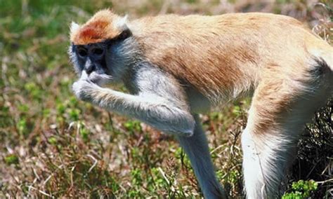 Monos Del Viejo Mundo Descubre El Mundo Animal